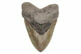Fossil Megalodon Tooth - North Carolina #219970-1